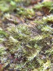 Hypnum resupinatum