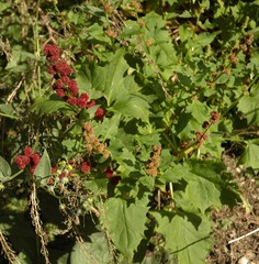 Blitum capitatum capitatum