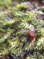 Hypnum resupinatum