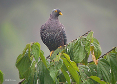 Columba arquatrix