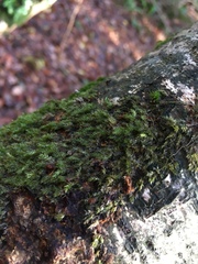 Hypnum resupinatum