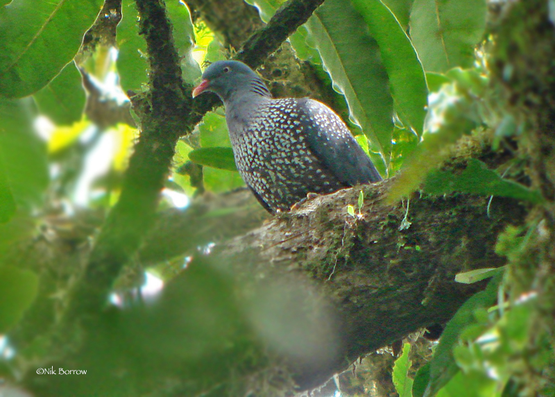 Cameroon Pigeon (Columba sjostedti)