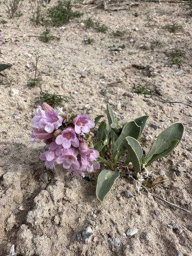 Image of Penstemon immanifestus by (c) Matt Berger, some rights reserved (CC BY)