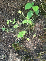 Oxalis laxa