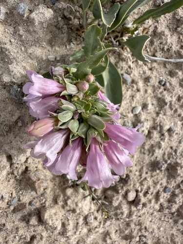 Image of Penstemon immanifestus by (c) Matt Berger, some rights reserved (CC BY)