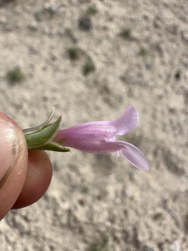 Image of Penstemon immanifestus by (c) Matt Berger, some rights reserved (CC BY)