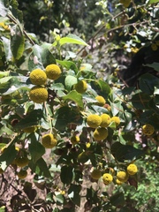 Podanthus ovatifolius