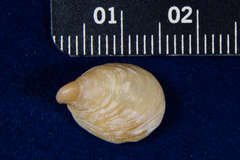Crepidula norrisiarum