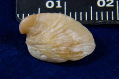 Crepidula norrisiarum