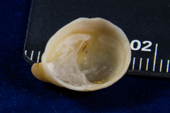 Crepidula norrisiarum