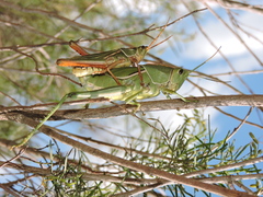 Staleochlora viridicata