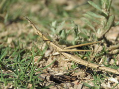 Tetanorhynchini