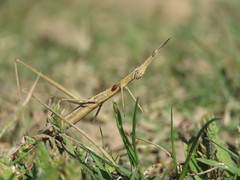 Tetanorhynchini