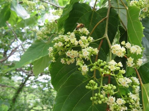 Image of Hovenia dulcis by (c) Marco Mussita, some rights reserved (CC BY)