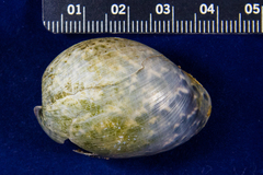 Bulla gouldiana