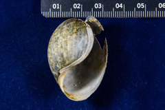 Bulla gouldiana