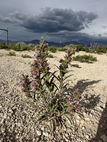 Image of Penstemon barnebyi by (c) Matt Berger, some rights reserved (CC BY)