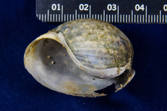 Bulla gouldiana