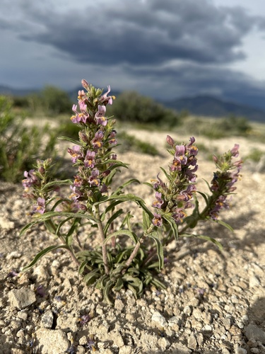 Image of Penstemon barnebyi by (c) Matt Berger, some rights reserved (CC BY)