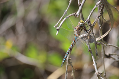 Rhionaeschna diffinis