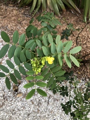 Senna chapmanii