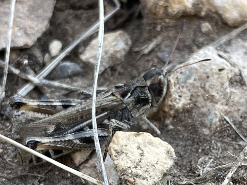 Subspecies Gomphocerus sibiricus turkestanicus · iNaturalist