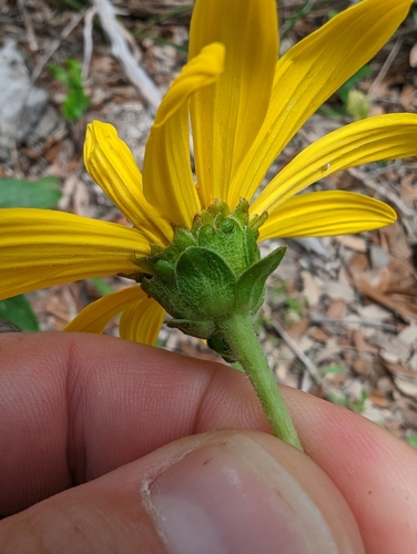 Image of Verbesina lindheimeri by (c) Cleveland Powell, some rights reserved (CC BY)