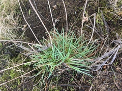 Armeria maritima californica