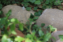 Leptosia nina niobe