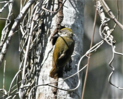 Antillean Piculet (Nesoctites micromegas), photo 6