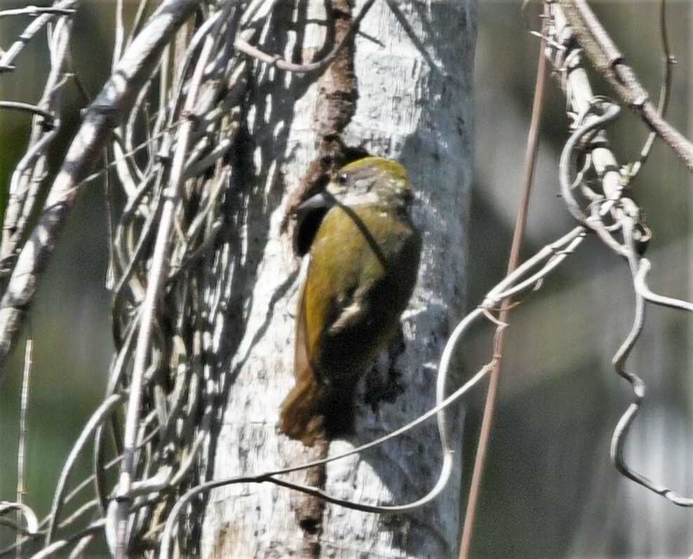 Antillean Piculet (Nesoctites micromegas), photo 6