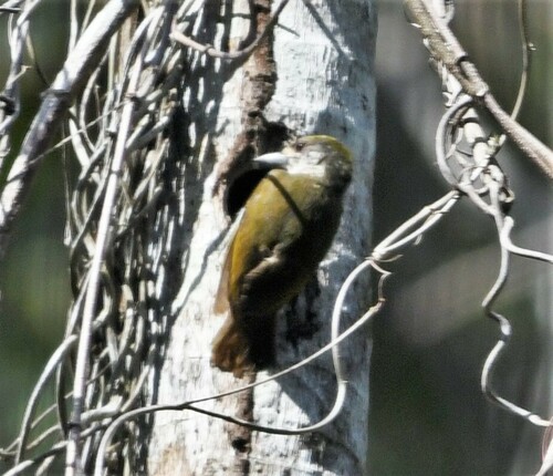 Antillean Piculet (Nesoctites micromegas), photo 5