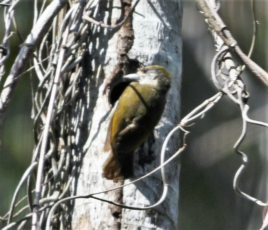 Antillean Piculet (Nesoctites micromegas), photo 5