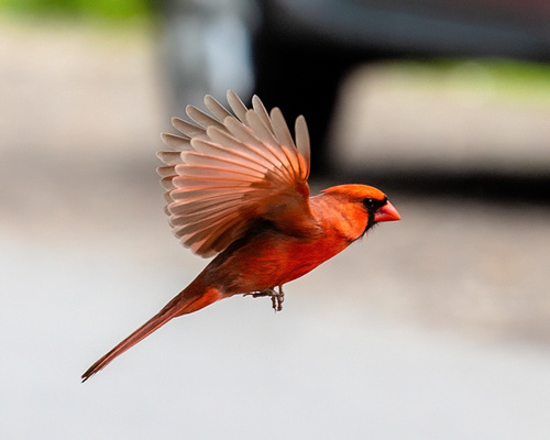 Northern Cardinal photographed in Massachusetts