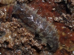 Lepidonotus spiculus image