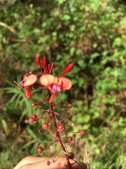 Lopezia hirsuta
