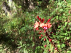 Lopezia hirsuta