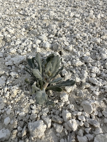 Image of Mentzelia tiehmii by (c) Matt Berger, some rights reserved (CC BY)
