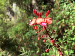 Lopezia hirsuta