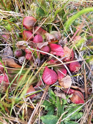 Sarracenia psittacina
