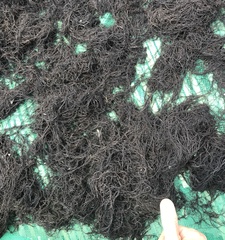 Gracilaria