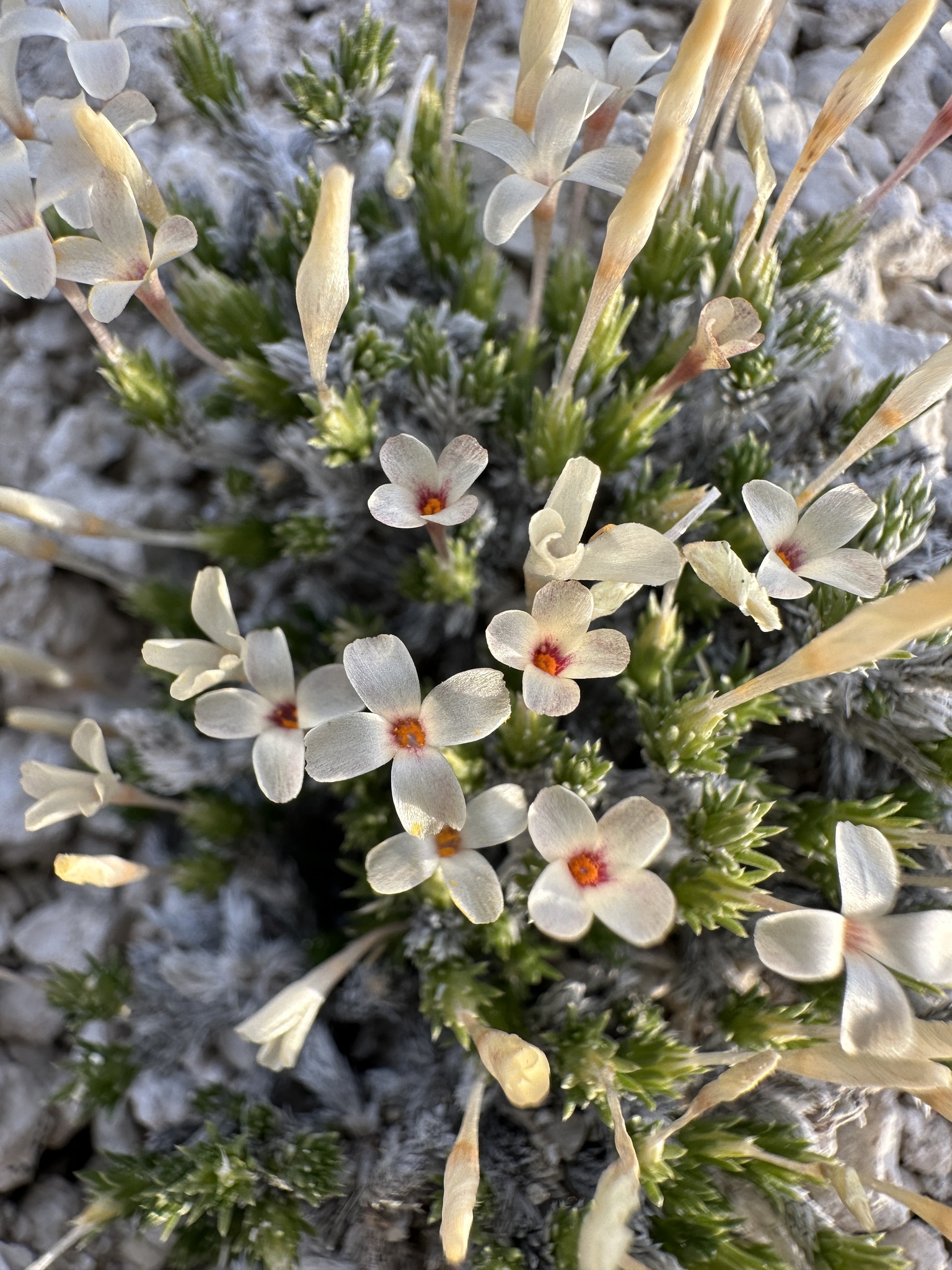 Linanthus caespitosus
