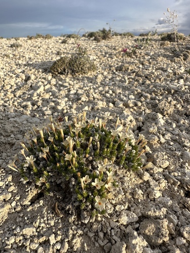 Image of Linanthus caespitosus by (c) Matt Berger, some rights reserved (CC BY)