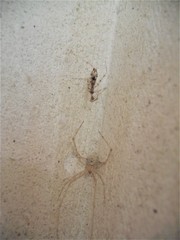 Stenolemus fraterculus