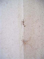 Stenolemus fraterculus