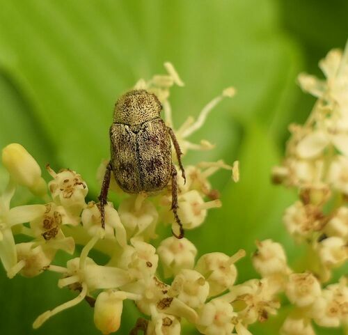 Three lined Hoplia