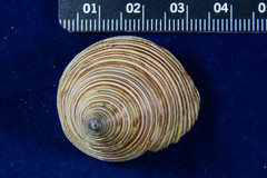 Calliostoma canaliculatum
