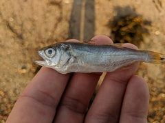 Seriphus politus