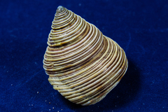 Calliostoma canaliculatum
