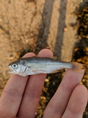Seriphus politus